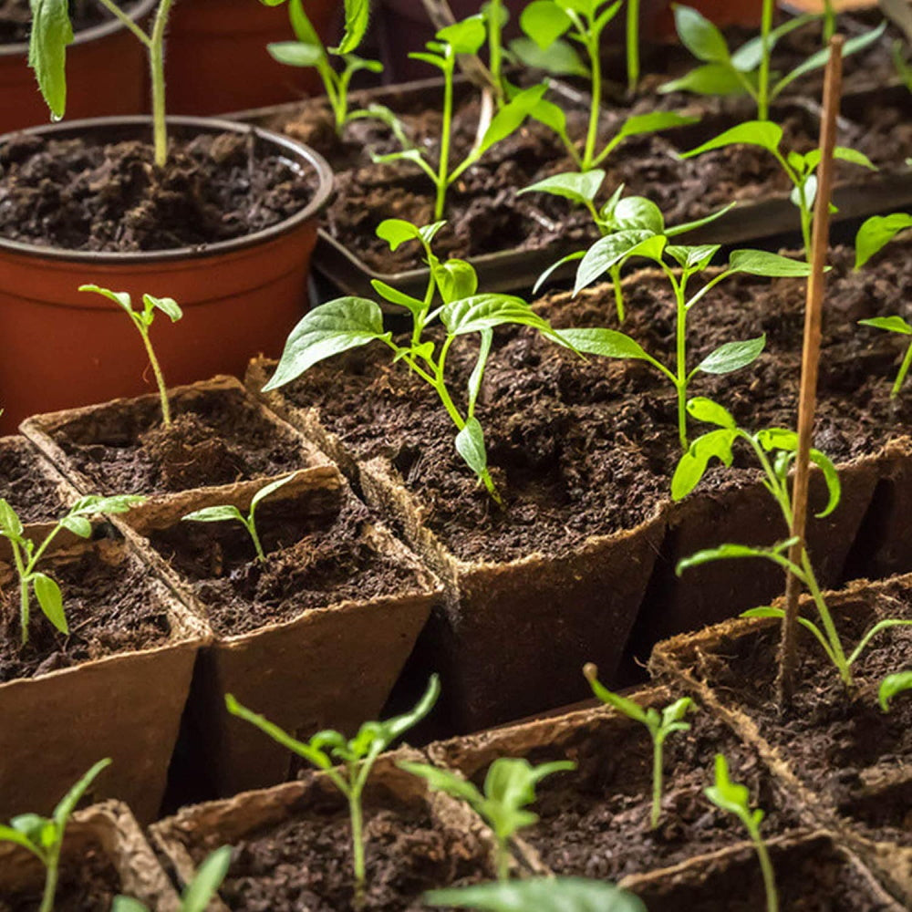 80pk Square Peat Pots Plant Starters for Seedling