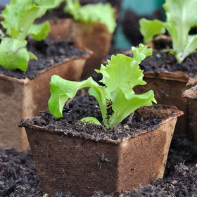 80pk Square Peat Pots Plant Starters for Seedling