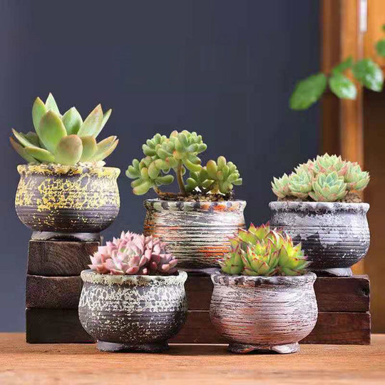 5pc Abstract Ceramic Succulent/Cactus Planter - Low Pots